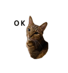 【実写版】猫のここちゃん（個別スタンプ：1）