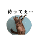 【実写版】猫のここちゃん（個別スタンプ：2）