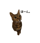 【実写版】猫のここちゃん（個別スタンプ：3）