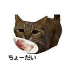 【実写版】猫のここちゃん（個別スタンプ：4）