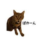 【実写版】猫のここちゃん（個別スタンプ：5）