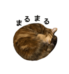 【実写版】猫のここちゃん（個別スタンプ：6）