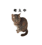 【実写版】猫のここちゃん（個別スタンプ：7）