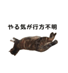 【実写版】猫のここちゃん（個別スタンプ：8）