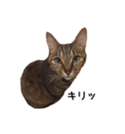 【実写版】猫のここちゃん（個別スタンプ：9）