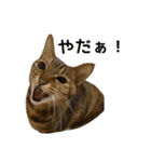 【実写版】猫のここちゃん（個別スタンプ：10）