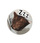 【実写版】猫のここちゃん（個別スタンプ：15）