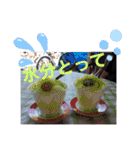 夏らしいスタンプ：チャビック＆カズミ（個別スタンプ：13）