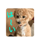 クッキーの日常"4"（個別スタンプ：7）