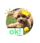 クッキーの日常"4"（個別スタンプ：8）