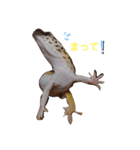 がんもとつくね（個別スタンプ：3）