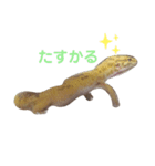 がんもとつくね（個別スタンプ：8）