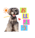 シュナウザー(ジェリーとロンド)（個別スタンプ：1）