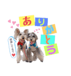 シュナウザー(ジェリーとロンド)（個別スタンプ：2）