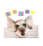 シュナウザー(ジェリーとロンド)（個別スタンプ：3）