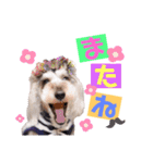 シュナウザー(ジェリーとロンド)（個別スタンプ：4）