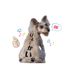 シュナウザー(ジェリーとロンド)（個別スタンプ：6）