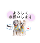 シュナウザー(ジェリーとロンド)（個別スタンプ：8）