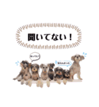 シュナウザー(ジェリーとロンド)（個別スタンプ：11）