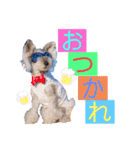 シュナウザー(ジェリーとロンド)（個別スタンプ：12）