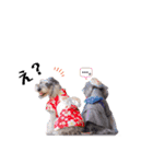 シュナウザー(ジェリーとロンド)（個別スタンプ：14）