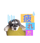 シュナウザー(ジェリーとロンド)（個別スタンプ：15）