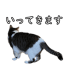 ネコの日waka2（個別スタンプ：2）