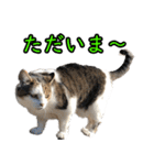 ネコの日waka2（個別スタンプ：3）