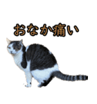 ネコの日waka2（個別スタンプ：5）