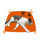 ネコの日waka2（個別スタンプ：6）