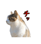 ネコの日waka2（個別スタンプ：7）