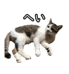 ネコの日waka2（個別スタンプ：10）