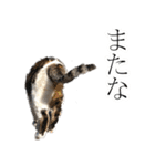 ネコの日waka2（個別スタンプ：14）