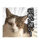 ネコの日waka2（個別スタンプ：16）