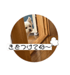 ちーころ ごあいさつ（個別スタンプ：24）