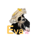 Eva アメリカンコッカースパニエル〜NO3（個別スタンプ：1）