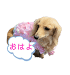 Eva アメリカンコッカースパニエル〜NO3（個別スタンプ：8）