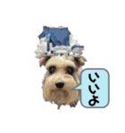 Eva アメリカンコッカースパニエル〜NO3（個別スタンプ：12）