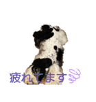 Eva アメリカンコッカースパニエル〜NO3（個別スタンプ：18）