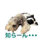 Eva アメリカンコッカースパニエル〜NO3（個別スタンプ：25）