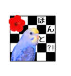 セキセイインコ！！（個別スタンプ：7）