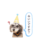 シュナウザー(ジェリーとロンド2)（個別スタンプ：12）