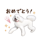 ☆ 表情豊かな Sarahちゃん Part 2 ☆（個別スタンプ：8）