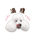 ☆ 表情豊かな Sarahちゃん Part 2 ☆（個別スタンプ：15）