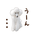 ☆ 表情豊かな Sarahちゃん Part 2 ☆（個別スタンプ：19）