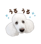 ☆ 表情豊かな Sarahちゃん Part 2 ☆（個別スタンプ：27）