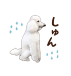 ☆ 表情豊かな Sarahちゃん Part 2 ☆（個別スタンプ：28）