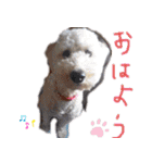 ミディアムプードルYUZUちゃん②（個別スタンプ：1）