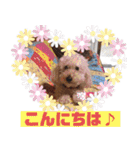 ミディアムプードルYUZUちゃん②（個別スタンプ：3）