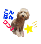 ミディアムプードルYUZUちゃん②（個別スタンプ：4）